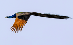 burung-merak 11 senarai